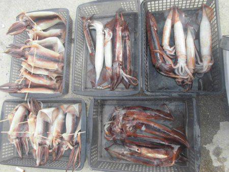 大進丸（愛知） 釣果