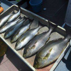 大進丸（愛知） 釣果