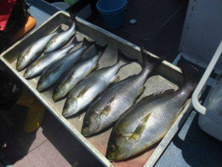 大進丸（愛知） 釣果