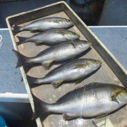 大進丸（愛知） 釣果