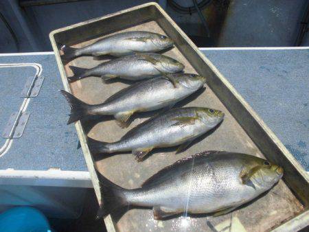 大進丸（愛知） 釣果