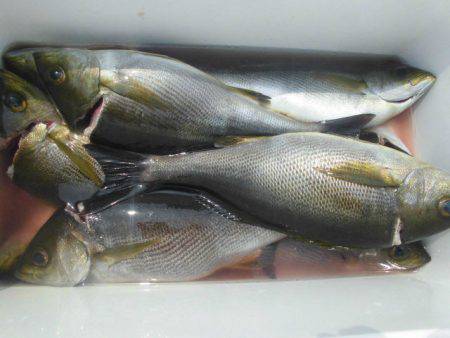 大進丸（愛知） 釣果