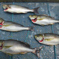 大進丸（愛知） 釣果