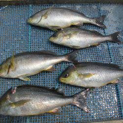 大進丸（愛知） 釣果