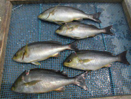 大進丸（愛知） 釣果