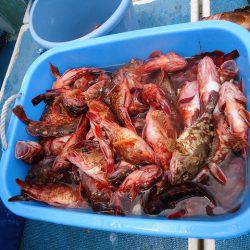 十八宝洋丸 釣果