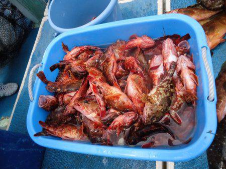 十八宝洋丸 釣果