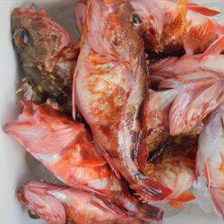 HARUKA丸 はるかまる 釣果