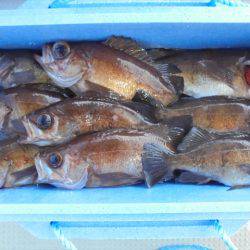 HARUKA丸 はるかまる 釣果