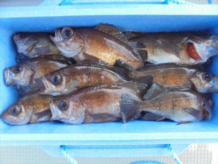 HARUKA丸 はるかまる 釣果