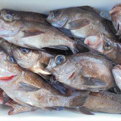 HARUKA丸 はるかまる 釣果