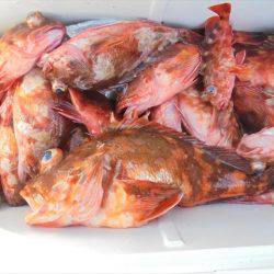 ＨＡＲＵＫＡ丸　はるかまる 釣果