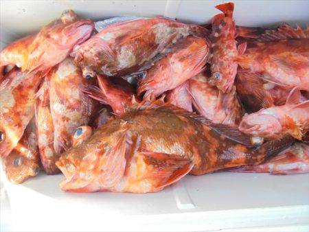 ＨＡＲＵＫＡ丸　はるかまる 釣果