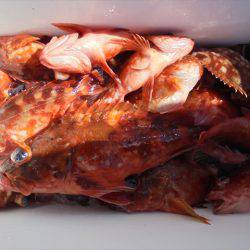 ＨＡＲＵＫＡ丸　はるかまる 釣果