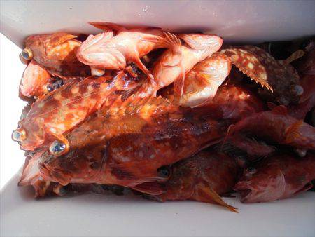 ＨＡＲＵＫＡ丸　はるかまる 釣果