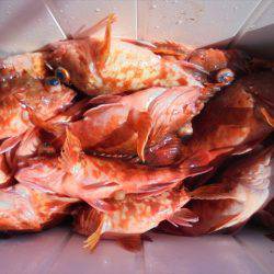 ＨＡＲＵＫＡ丸　はるかまる 釣果