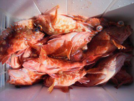 ＨＡＲＵＫＡ丸　はるかまる 釣果