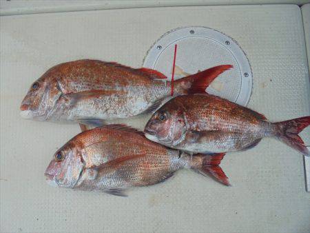 ＨＡＲＵＫＡ丸　はるかまる 釣果