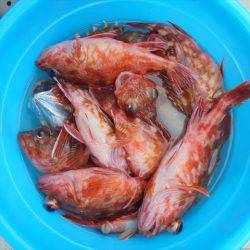 ＨＡＲＵＫＡ丸　はるかまる 釣果