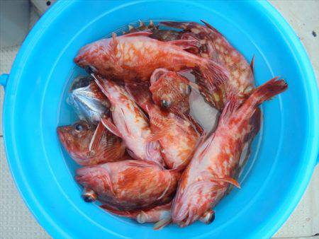ＨＡＲＵＫＡ丸　はるかまる 釣果