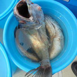 ＨＡＲＵＫＡ丸　はるかまる 釣果