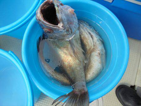 ＨＡＲＵＫＡ丸　はるかまる 釣果