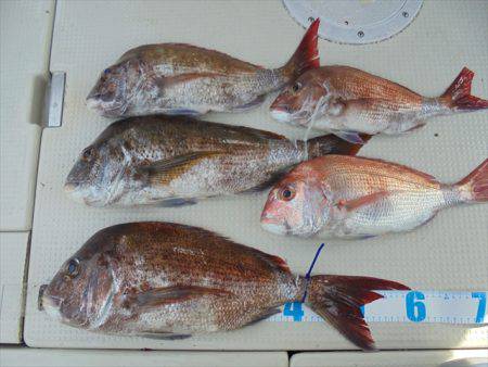 ＨＡＲＵＫＡ丸　はるかまる 釣果