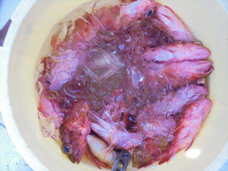 ＨＡＲＵＫＡ丸　はるかまる 釣果