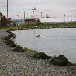 浜名湖フィッシングリゾート 釣果