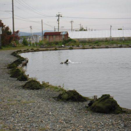 浜名湖フィッシングリゾート 釣果