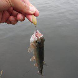 浜名湖フィッシングリゾート 釣果