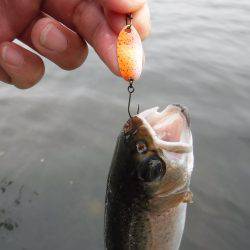浜名湖フィッシングリゾート 釣果
