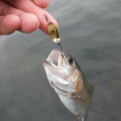 浜名湖フィッシングリゾート 釣果