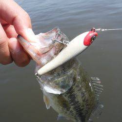 浜名湖フィッシングリゾート 釣果