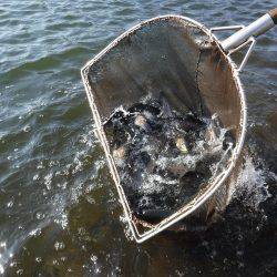 浜名湖フィッシングリゾート 釣果