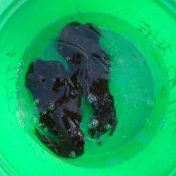 こかわ渡船　雅丸 釣果