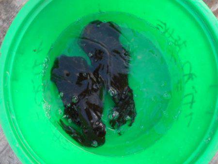 こかわ渡船　雅丸 釣果