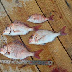 こかわ渡船　雅丸 釣果