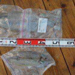 こかわ渡船　雅丸 釣果