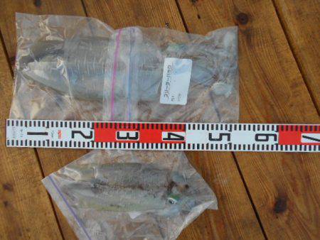 こかわ渡船　雅丸 釣果