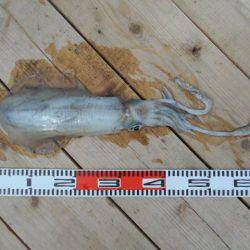 こかわ渡船　雅丸 釣果