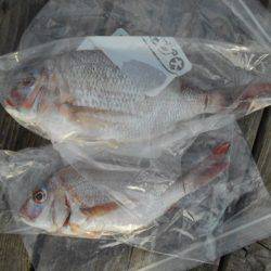 こかわ渡船　雅丸 釣果