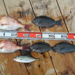 こかわ渡船　雅丸 釣果