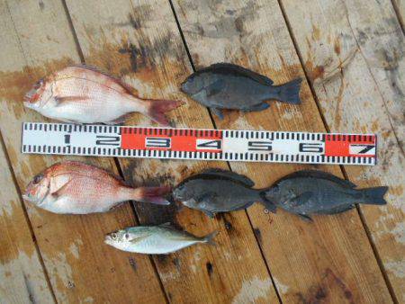 こかわ渡船　雅丸 釣果