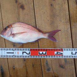 こかわ渡船　雅丸 釣果