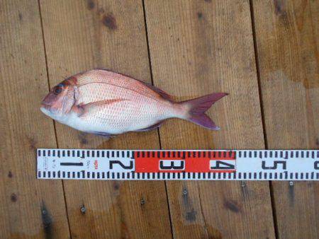 こかわ渡船　雅丸 釣果