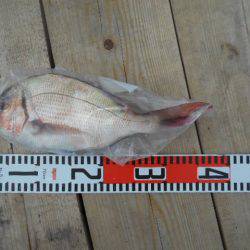 こかわ渡船　雅丸 釣果