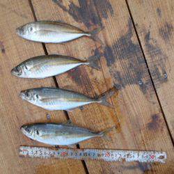 こかわ渡船　雅丸 釣果