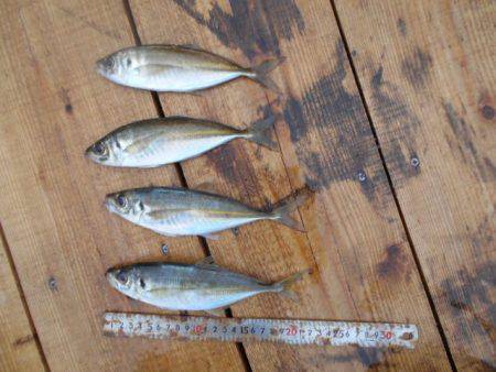 こかわ渡船　雅丸 釣果