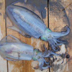 こかわ渡船　雅丸 釣果